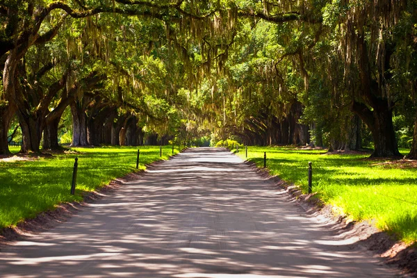 Oak plantation girişine sokakta — Stok fotoğraf