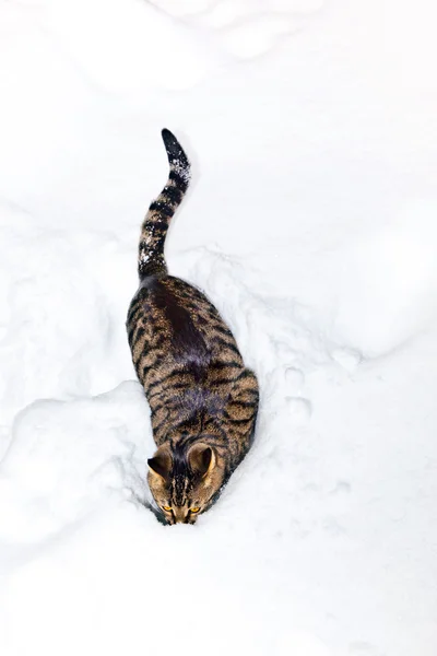 Tiger cat in snow — Stock Photo, Image