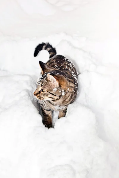 Тигровая кошка в снегу — стоковое фото