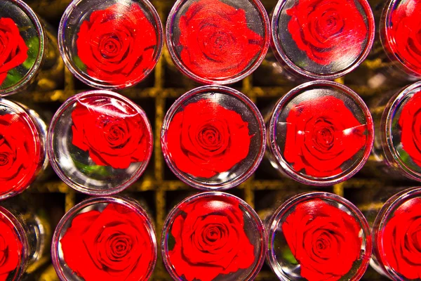 Taze güller — Stok fotoğraf