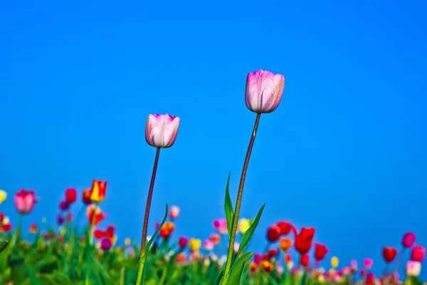 A virágzó színes tulipán mező — Stock Fotó