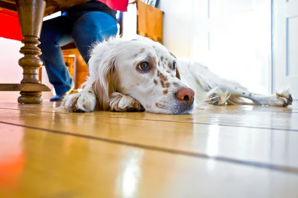 Σκύλος σύντονα το ξύλινο πάτωμα στην τραπεζαρία — Φωτογραφία Αρχείου