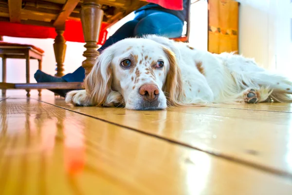 Pies leży w drewnianej podłogi w sali jadalnej — Zdjęcie stockowe
