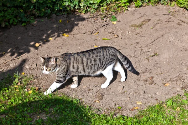 Bahçedeki sevimli kedi. — Stok fotoğraf