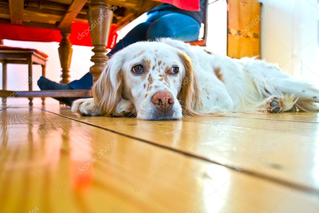 Dog lying at the wooden floor in the dining room