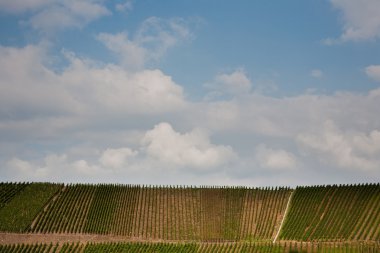 üzüm bağları, yaz aylarında nehir mosel kenar Dağları