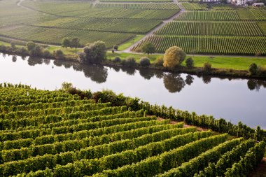 World famous sinuosity at the river Mosel near Trittenheim with clipart