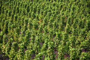 fr ile yaz aylarında nehir mosel kenar Dağları, üzüm bağları