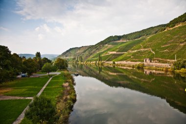 Vineyards at the hills of the romantic river Mosel edge in summe clipart