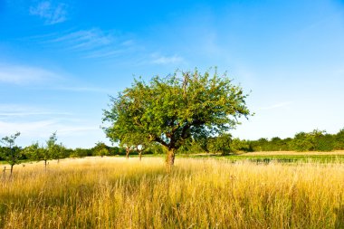 Beautiful typical speierling apple tree in meadow for the german clipart