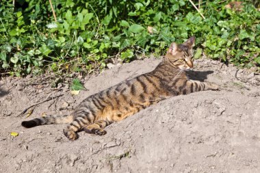 Bahçedeki sevimli kedi.