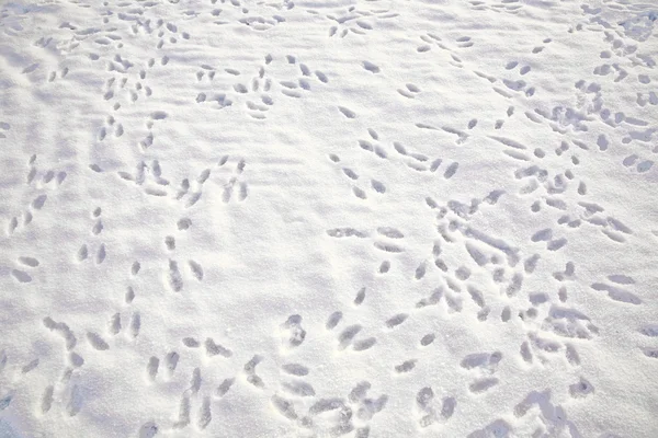 Rabbit footprint on a white snow field in winter — Stock Photo, Image