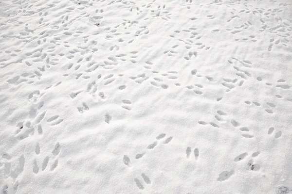 Rabbit footprint on a white snow field in winter — Stock Photo, Image