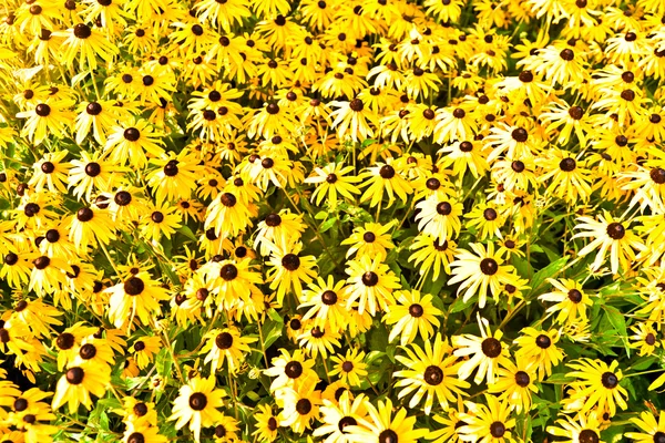 Yellow cut leaved coneflower prospers in the bed — Stock Photo, Image