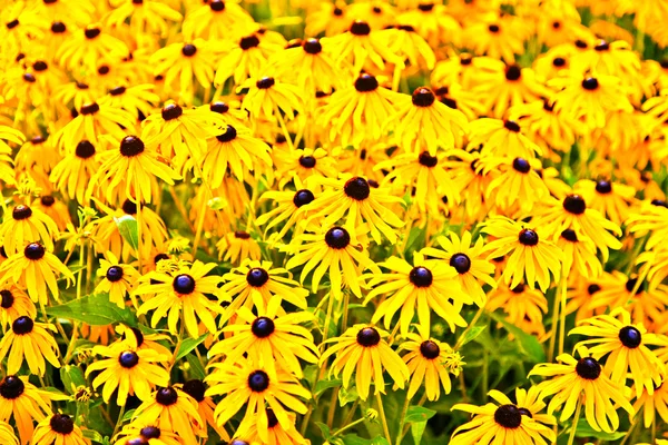 stock image Yellow cut leaved coneflower prospers in the bed