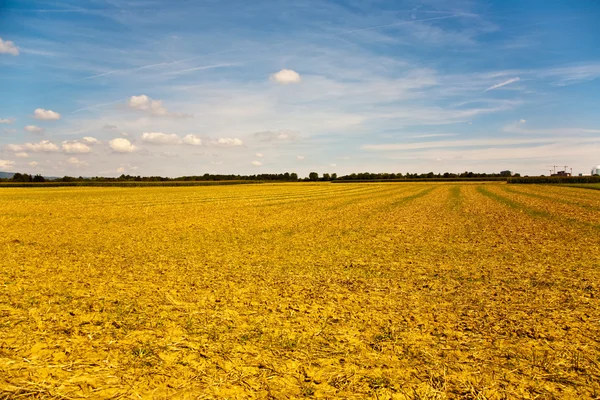 Acres efter høst ser gyldne i solen med blå himmel - Stock-foto