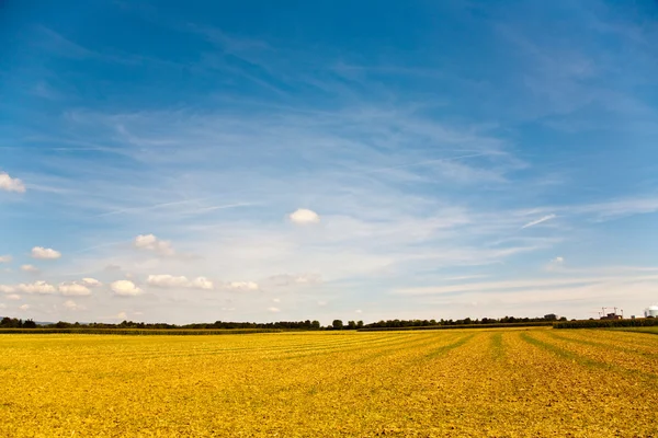 収穫後のエーカーは青い空で太陽の下で金色に見えます — ストック写真