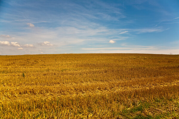 Acres after harvest are looking golden in the sun with blue sky