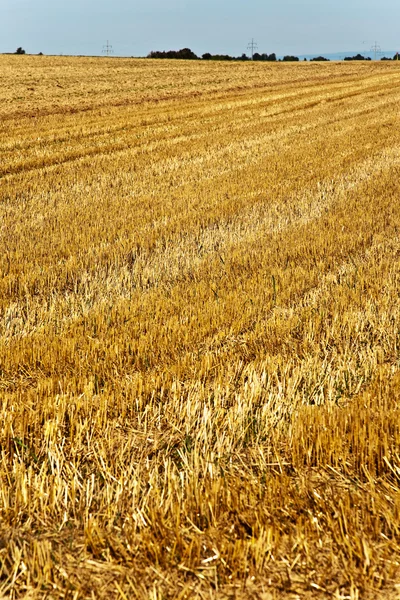 Az aratás utáni földek aranyat érnek a napon. — Stock Fotó