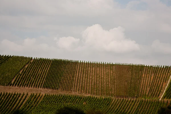 Winnice na wzgórzach rzeka mosel krawędzi w lecie — Zdjęcie stockowe
