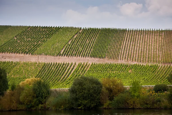 Wijngaarden op de heuvels van de rivier de Moezel rand in de zomer — Stockfoto