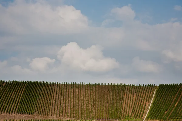 Виноградників на пагорбах Mosel річці edge влітку — стокове фото