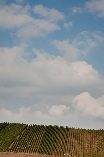 stock image Vineyards at the hills of the river Mosel edge in summer