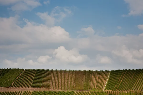 Vineyards at the hills of the river Mosel edge in summer — Stock Photo, Image