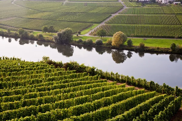 Maailmankuulu sinuosity joen Mosel lähellä Trittenheim kanssa — kuvapankkivalokuva