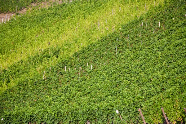 Виноградників на пагорбах Mosel річці edge в літо з fr — стокове фото