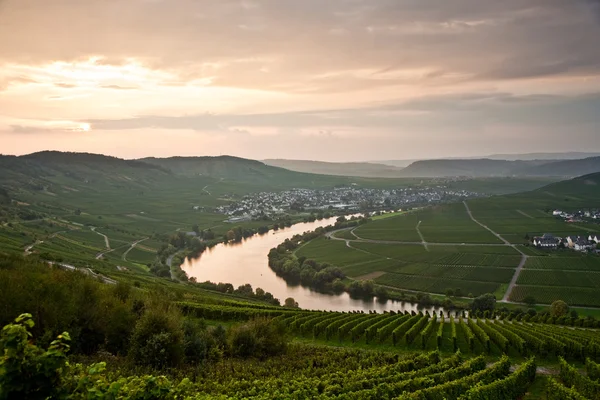 World famous sinuosity at the river Mosel near Trittenheim with — Stock Photo, Image