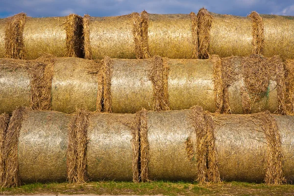 Bale of straw infold in plastic film (foil) to keep dry in autom — Stock Photo, Image
