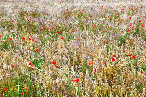 Flores de amapola en el prado de flores silvestres — Foto de Stock