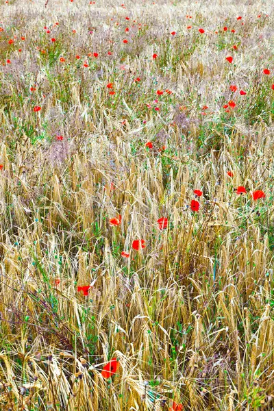 Fleurs de pavot dans la prairie de fleurs sauvages — Photo