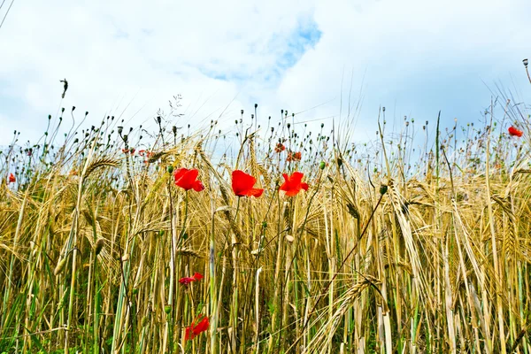 Fleurs de pavot avec ciel bleu et nuages sur la prairie — Photo