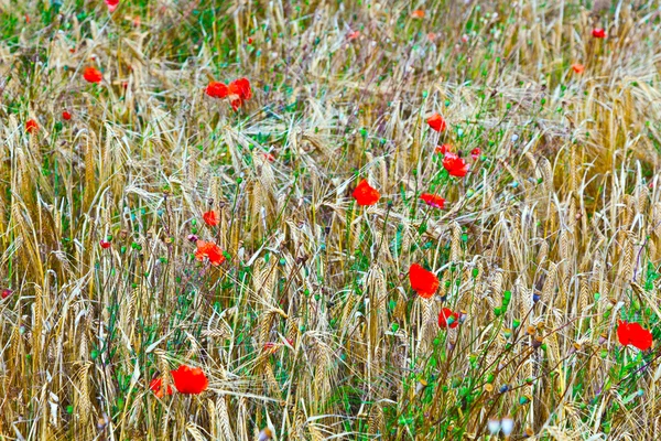 Poppy flowers in the wild flower meadow — Stock Photo, Image