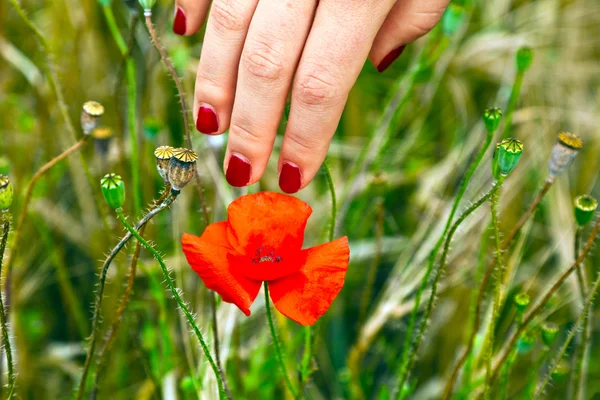 Finger mit rotem Fingernagel, der eine blühende Mohnblume berührt — Stockfoto