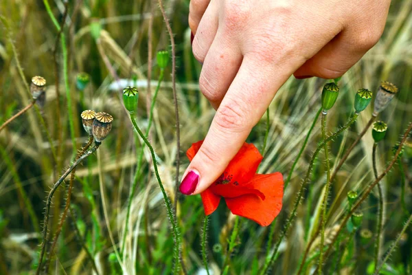 Palec z paznokciem czerwony dotykając kwiat kwitnący Mak — Zdjęcie stockowe