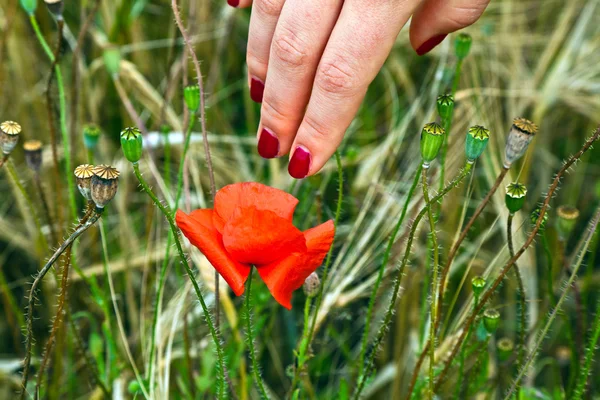 Finger mit rotem Fingernagel, der eine blühende Mohnblume berührt — Stockfoto