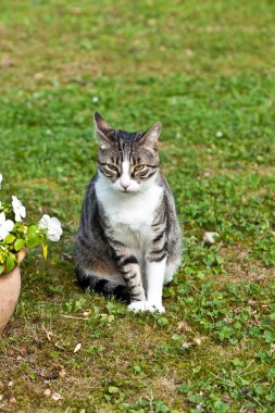 Bahçedeki sevimli kedi.