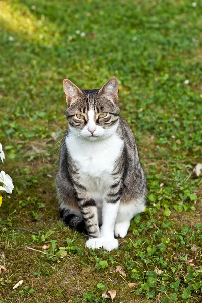 Carino gatto in giardino — Foto Stock