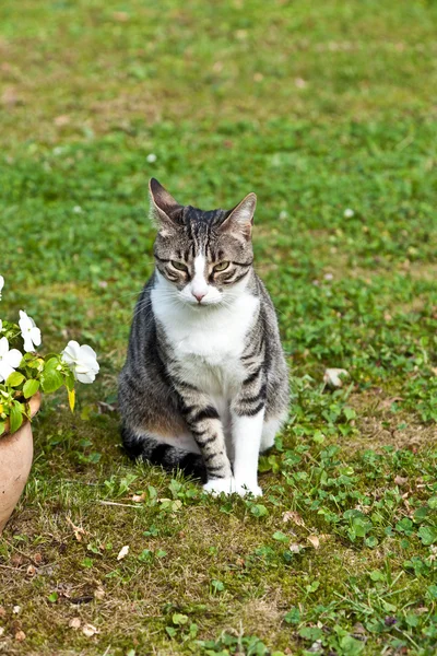 Schattig kat in de tuin — Stockfoto