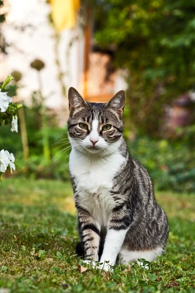 Симпатичная кошка в саду — стоковое фото
