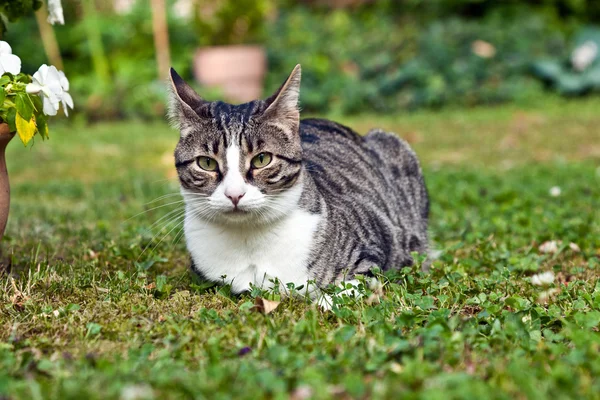 Gato bonito no jardim — Fotografia de Stock