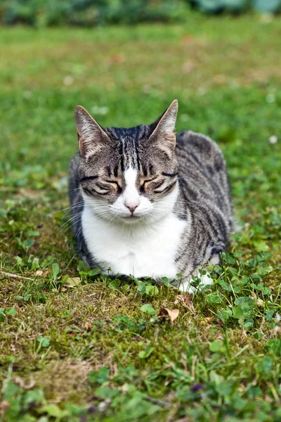 Chat mignon dans le jardin avec les yeux fermés — Photo