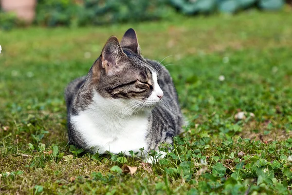Lindo gato en el jardín con los ojos cerrados — Foto de Stock