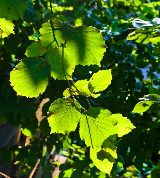 Mooie bladeren van een boom van de hazlenut in detail — Stockfoto