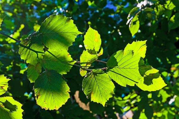 Belas folhas de uma árvore avelã em detalhes — Fotografia de Stock
