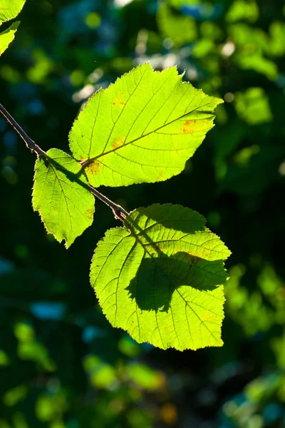 Beautiful leaves of a hazlenut tree in detail — Stock Photo, Image