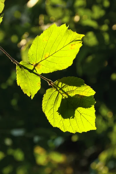 세부 사항에 hazlenut 나무의 아름 다운 잎 — 스톡 사진